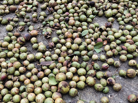 茶树果特写