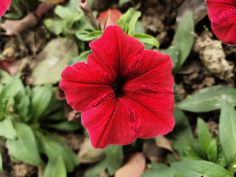 矮牵牛花特写