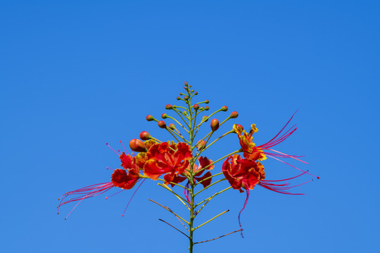 红花蓝天