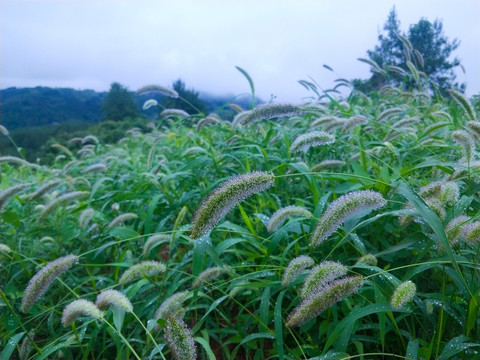 狗尾巴草