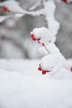 雪中的金银木果实