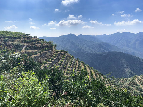 黄岩山地柑橘