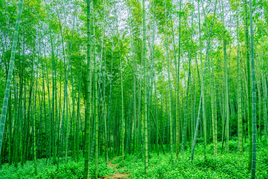 竹林背景