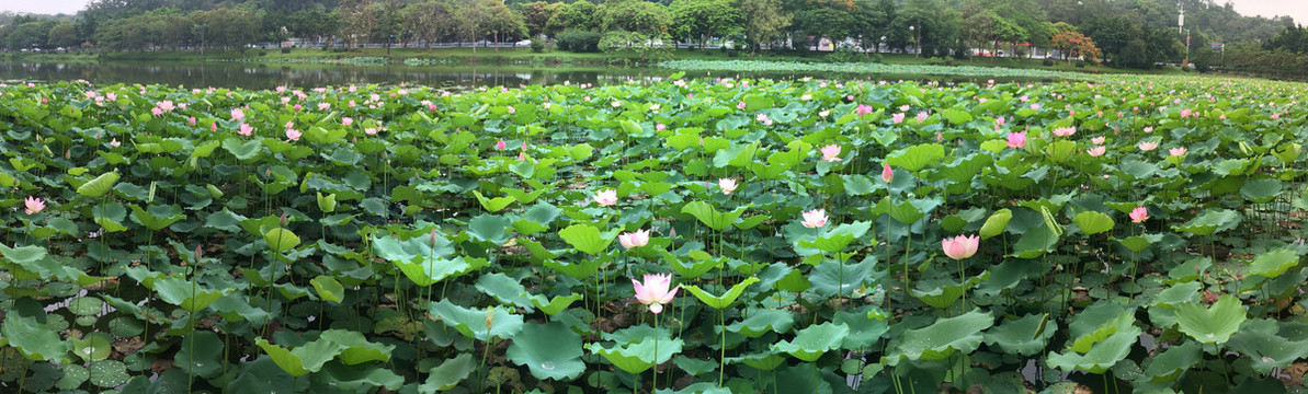 西湖鳄湖荷花