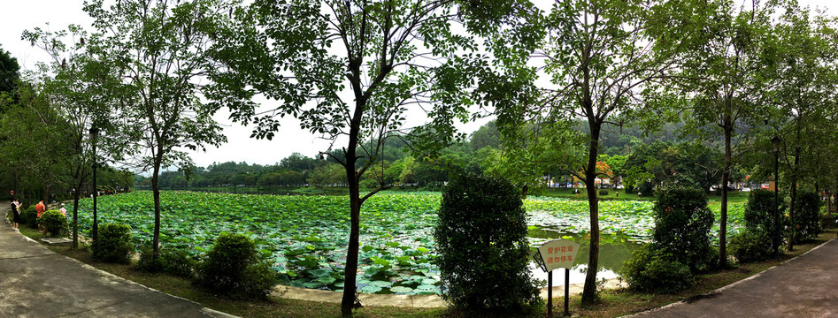 鳄湖荷韵高清全景