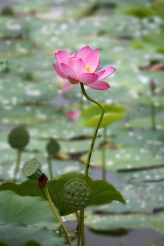 荷花