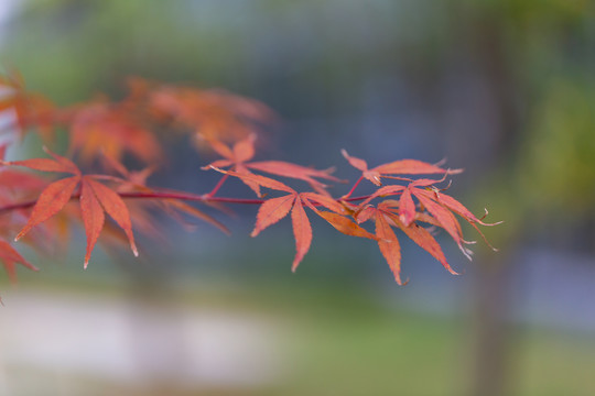 秋天的红叶