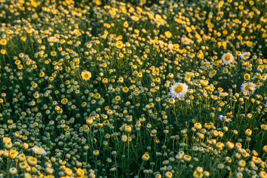 菊花田