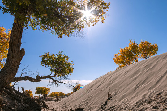 太阳光芒下的大漠胡杨