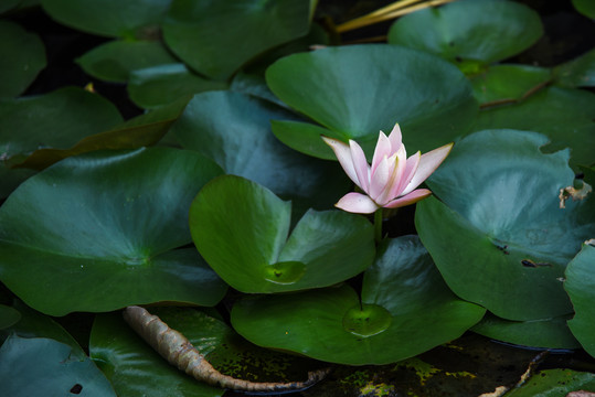 粉红色的睡莲花