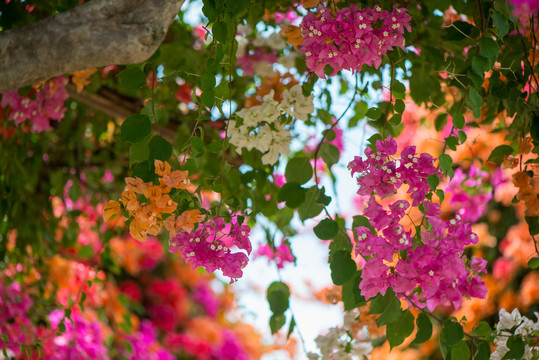 簕杜鹃花卉背景