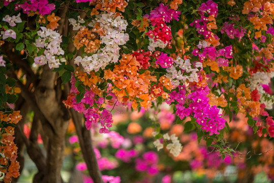 叶子花盆景壁纸