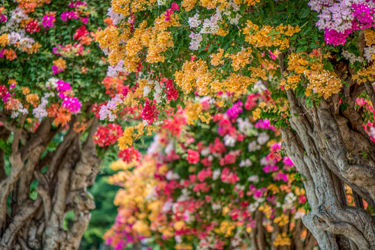 叶子花盆景背景壁纸