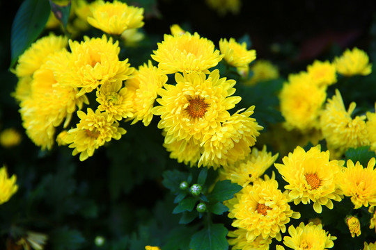 野菊花