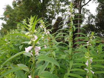 芝麻花