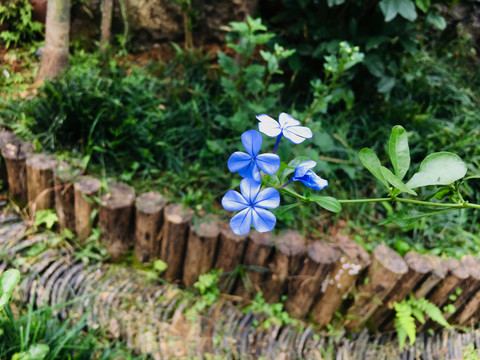 藍(lán)花丹