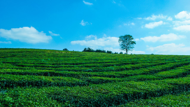 茶园茶场茶厂