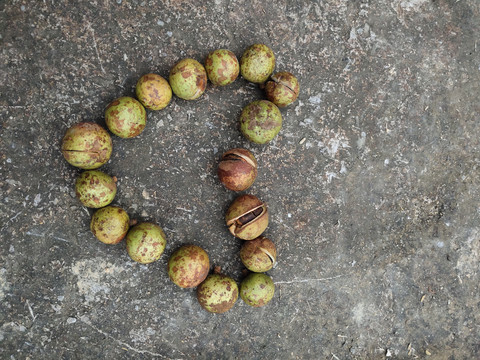 爱心茶油果