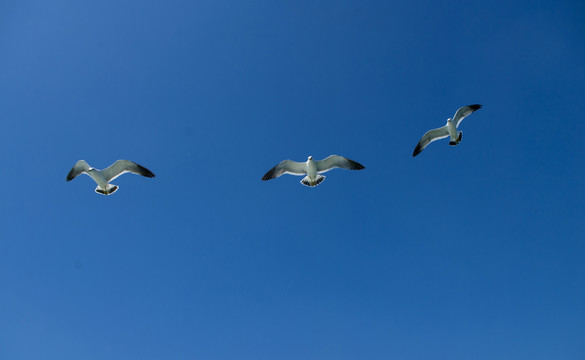 海驴岛的海鸥