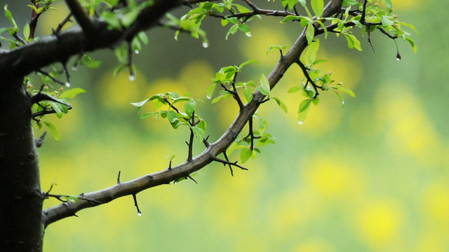 春枝数雨