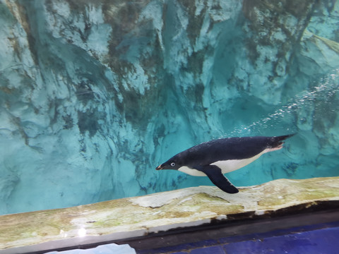企鹅游泳