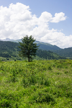 山中的小树