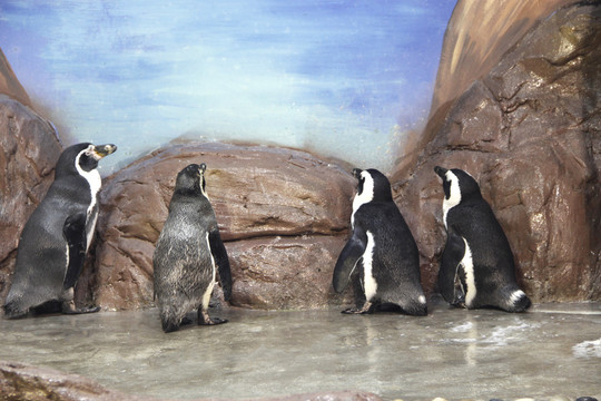 水族馆企鹅