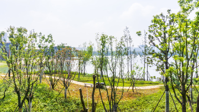 水街湖畔风景