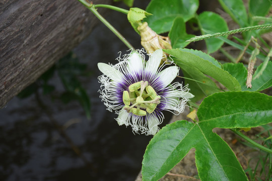 百香果花