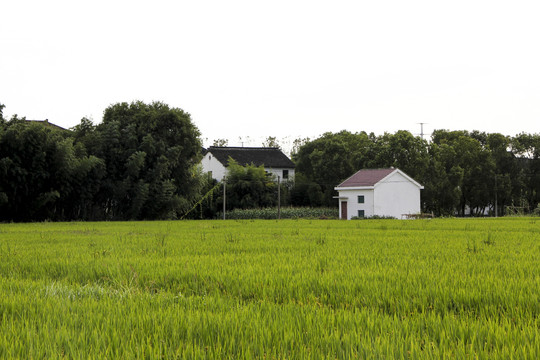 稻米乡村人家