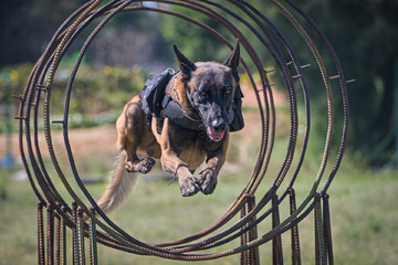 警犬