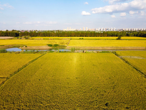 田野