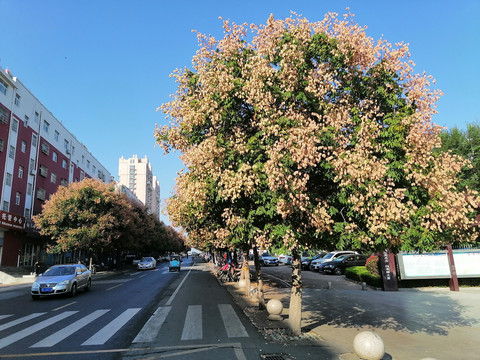 开花的栾树