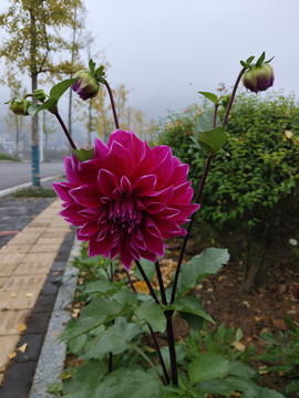 大麗花