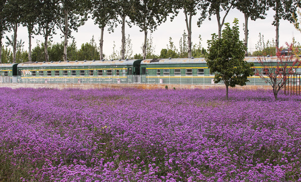 紫色马鞭草花海和火车