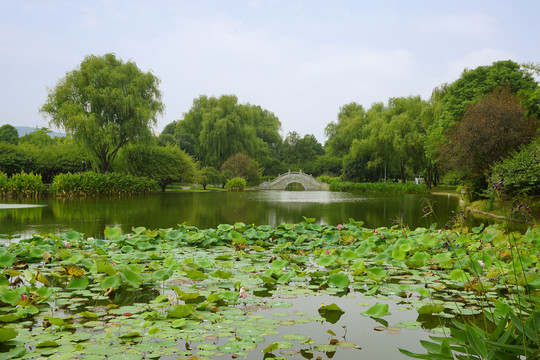 长沙橘子洲荷塘小景