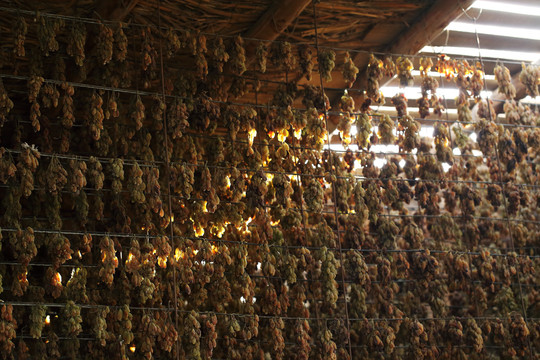 吐鲁番晾房里葡萄干挂架