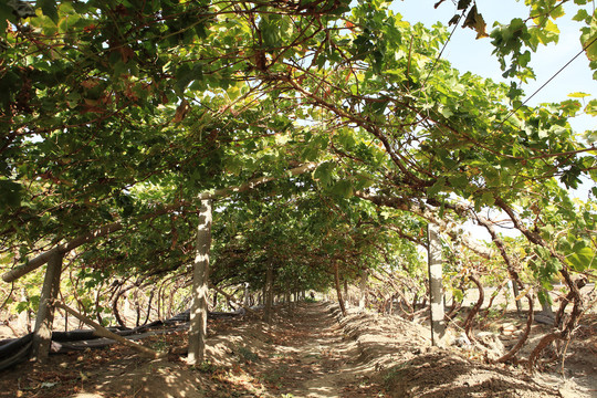 吐鲁番的葡萄藤树