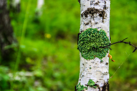 桦树苔藓