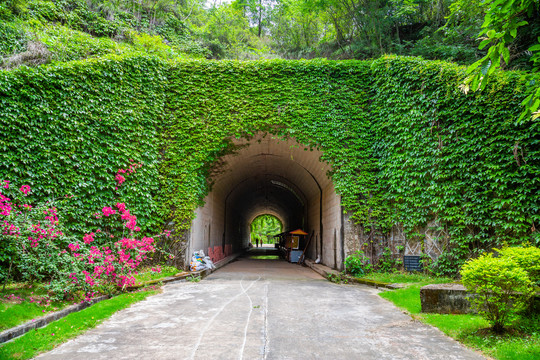 绿荫隧道
