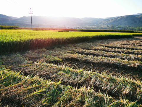 稻田收获的季节