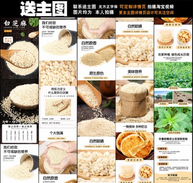 白芝麻詳情