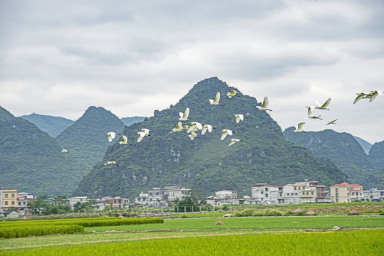 田园白鹭