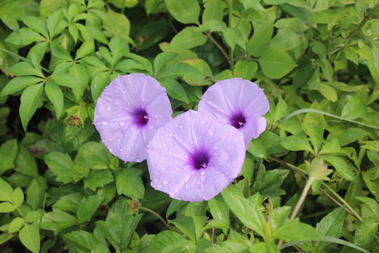 盛开的浅紫色牵牛花
