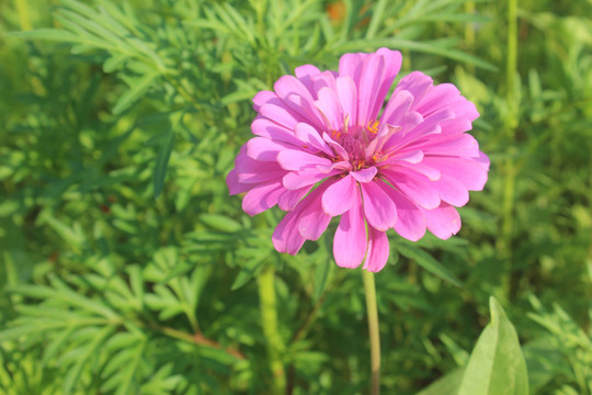 粉色百日菊