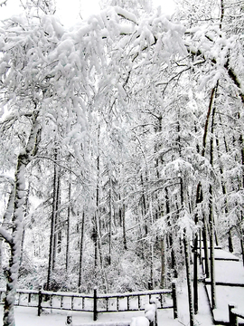 冰雪白桦树