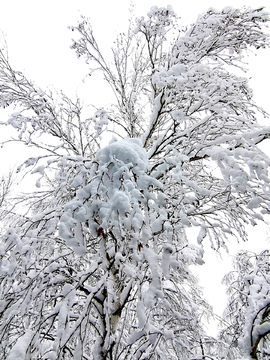 冰雪白桦树