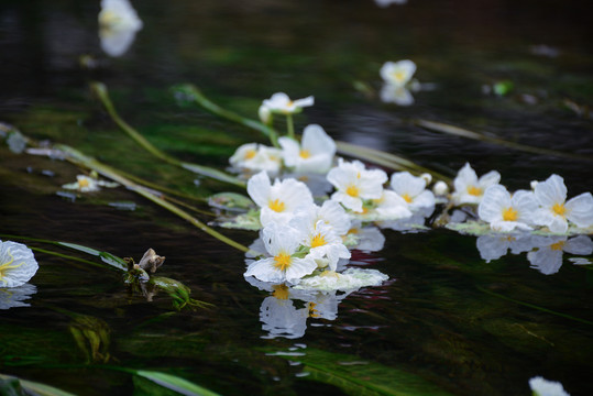 水里的海菜花