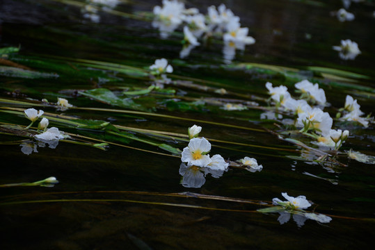 水里的海菜花