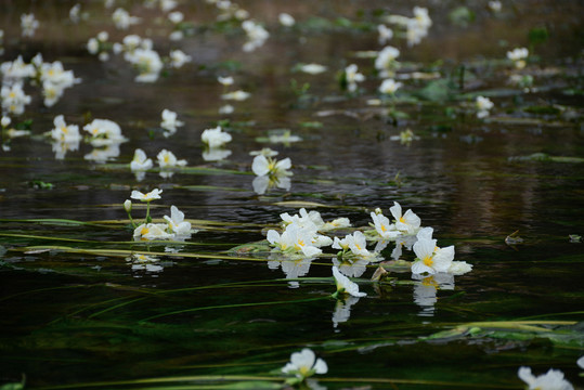 水里的海菜花